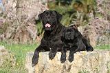 CANE CORSO 376